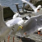 conflict 3