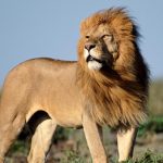 many-african-lions-wild_c3b4186fe4064639