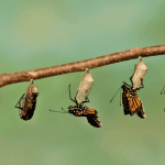 The-evolution-of-a-butterfly
